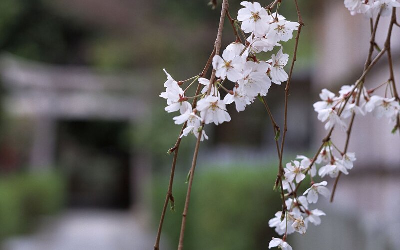 Cherry blossoms in bloom