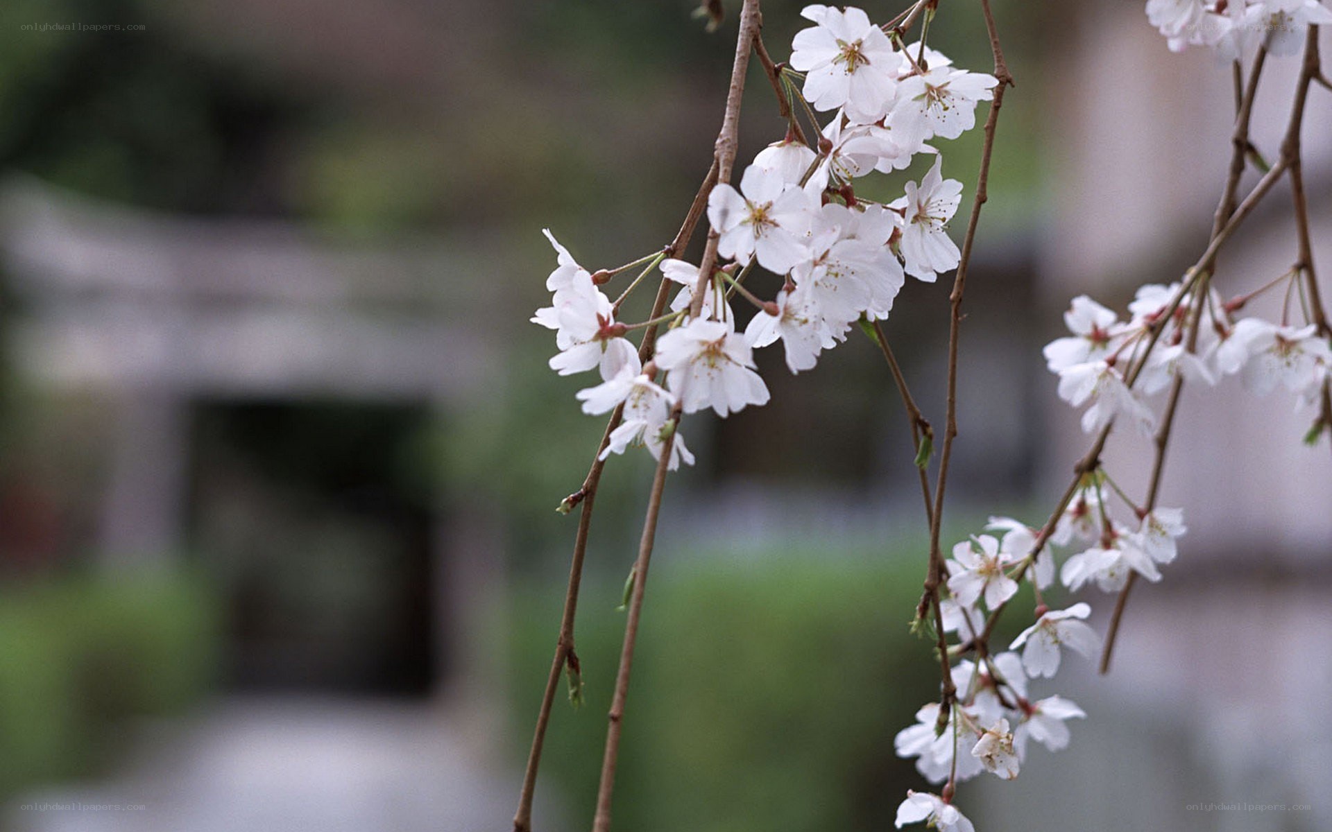 Cherry blossoms in bloom