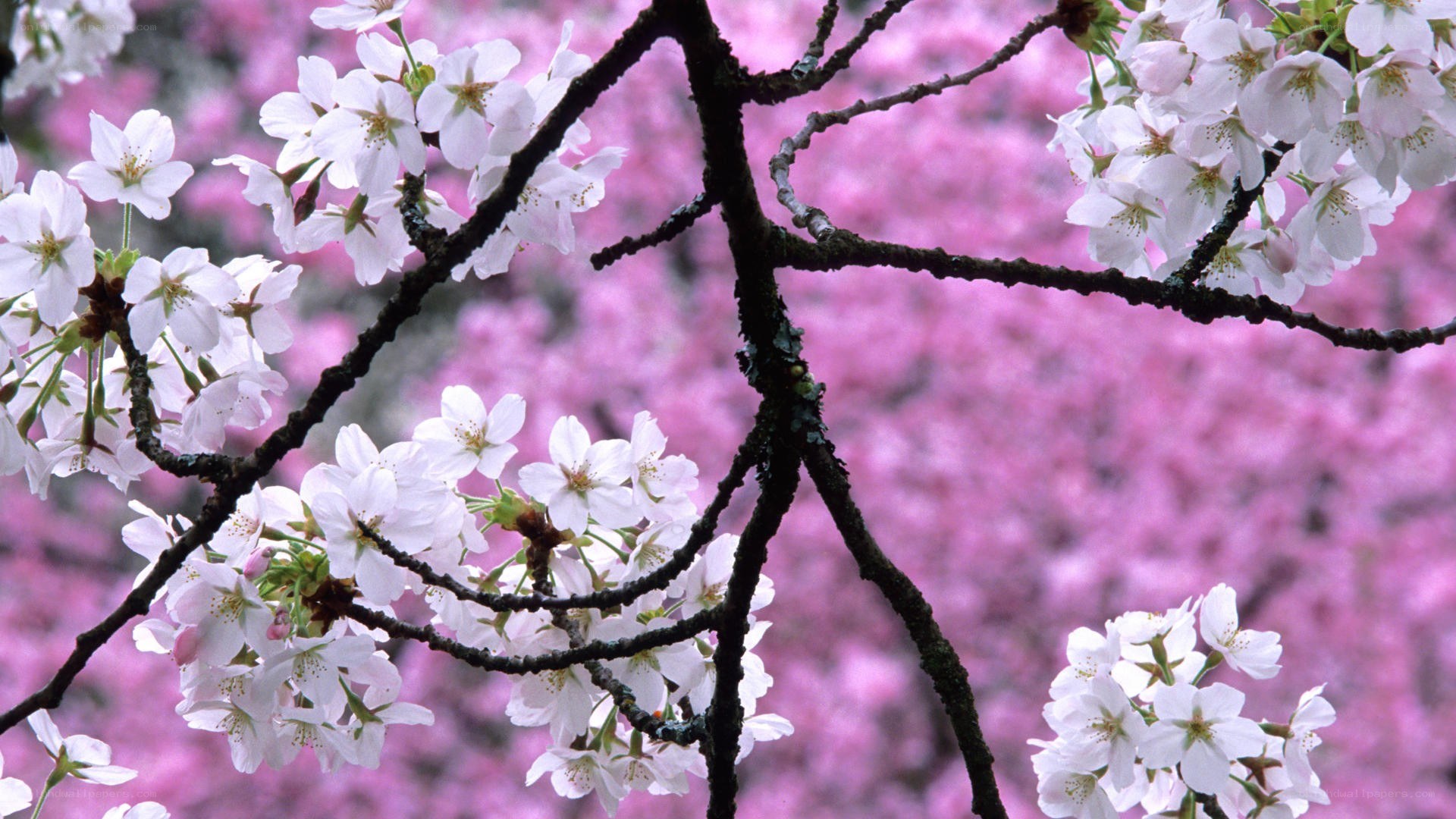 cherry blossoms in bloom