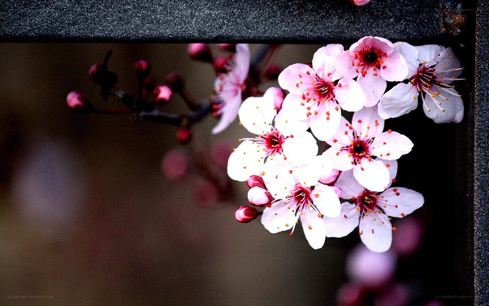 cherry blossoms in bloom