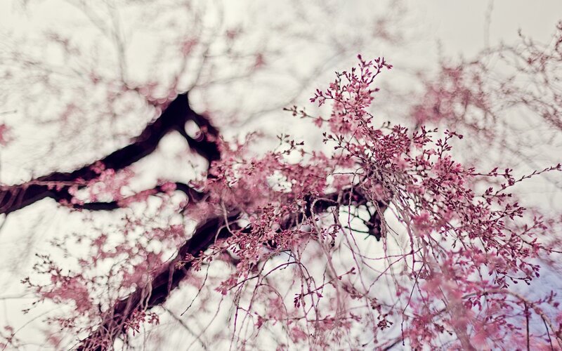 cherry blossoms in bloom