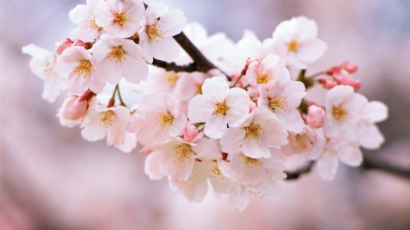 cherry blossoms in bloom