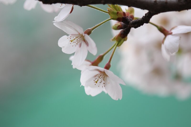 Cherry blossoms in bloom