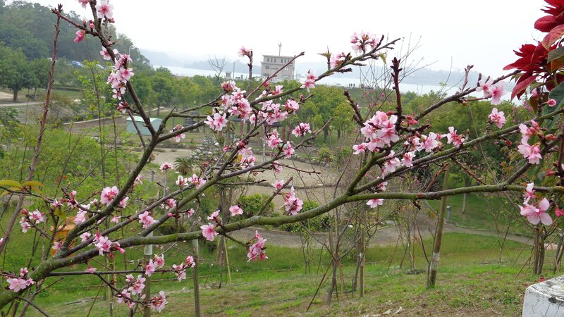 Cherry blossoms in bloom