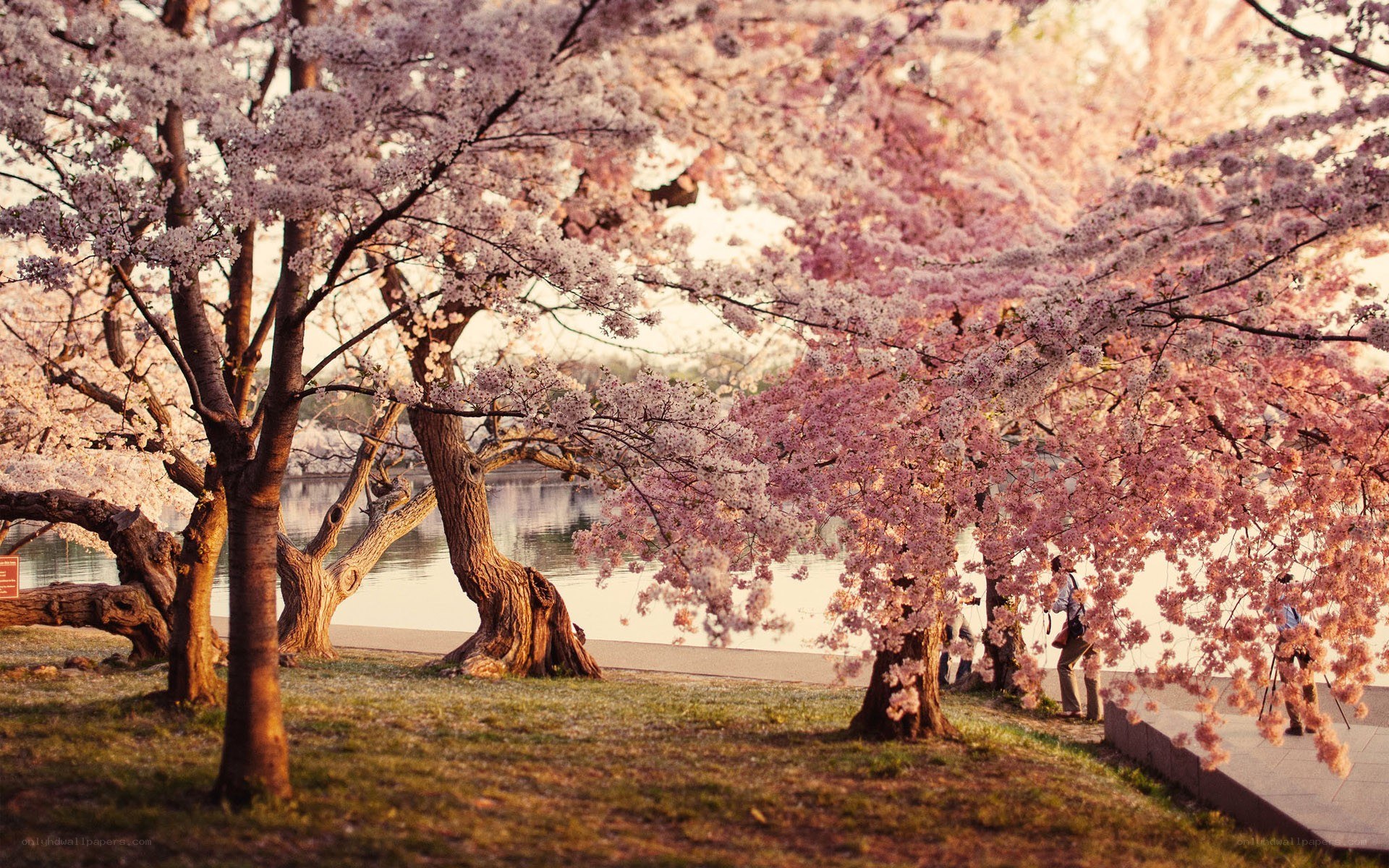 Cherry blossoms in bloom
