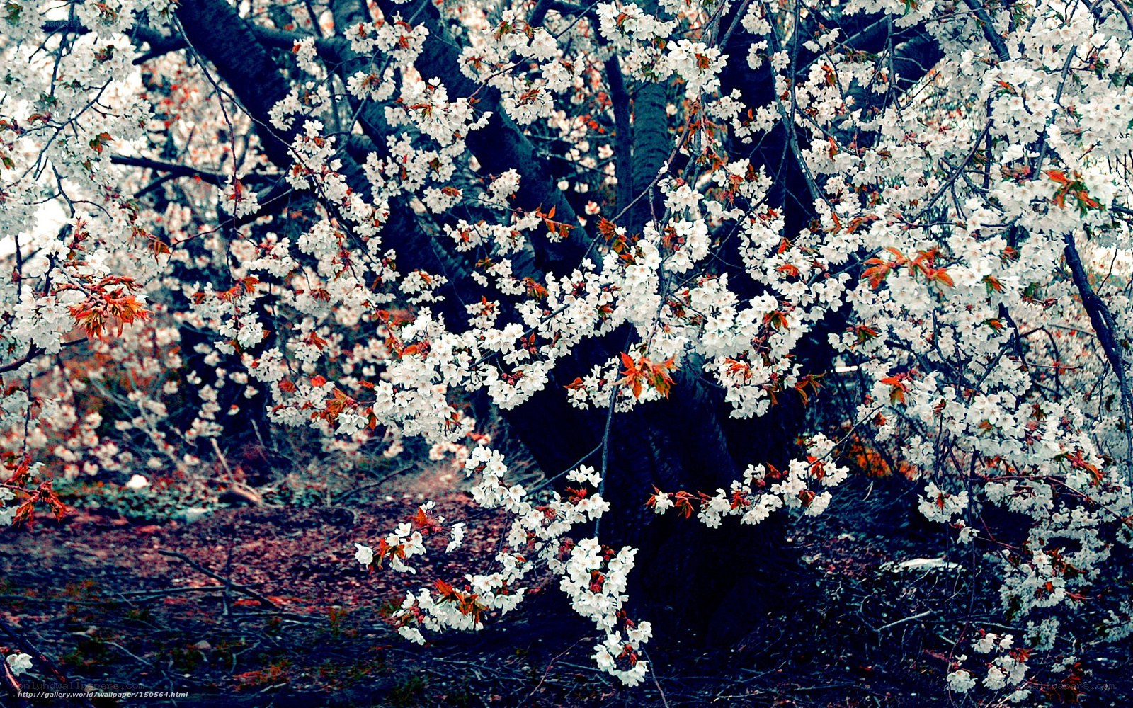 cherry blossoms in bloom