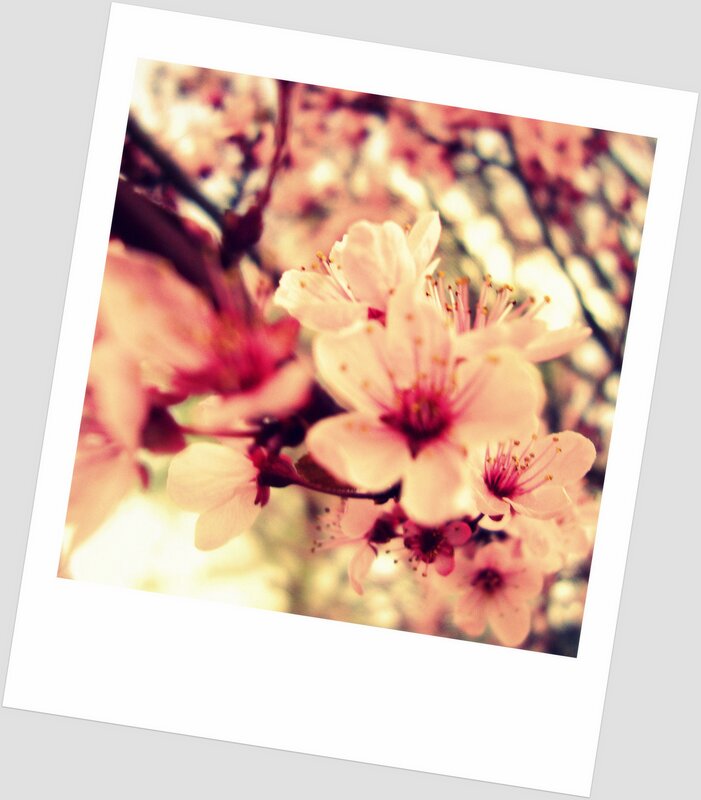 cherry blossoms in bloom