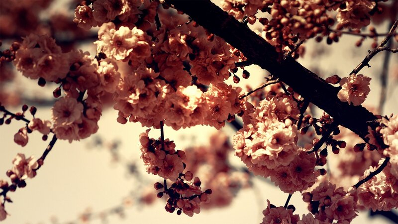 cherry blossoms in bloom