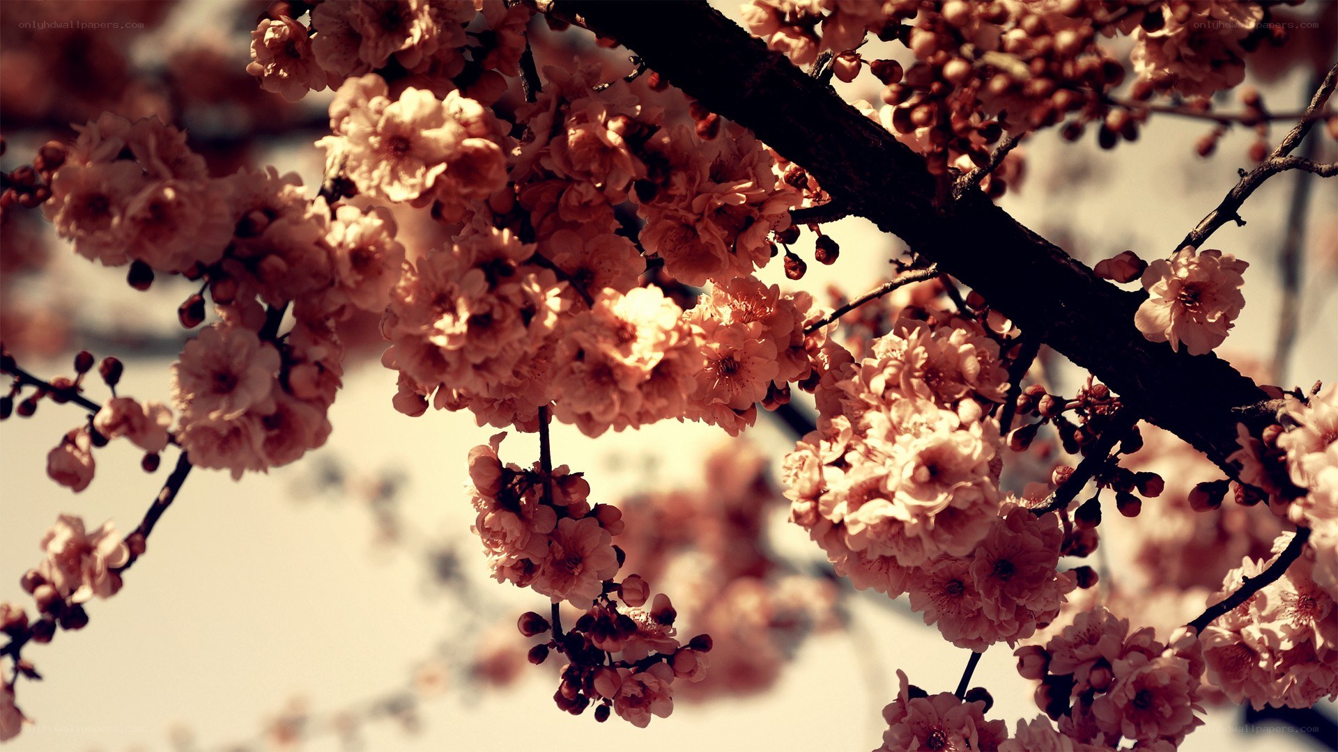 cherry blossoms in bloom