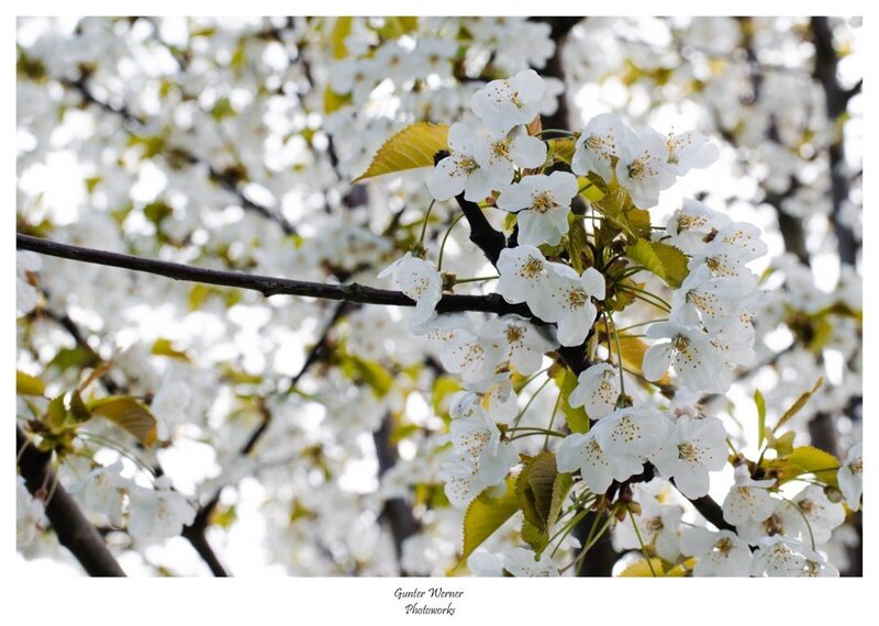 cherry blossoms in bloom