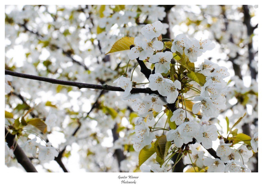 cherry blossoms in bloom