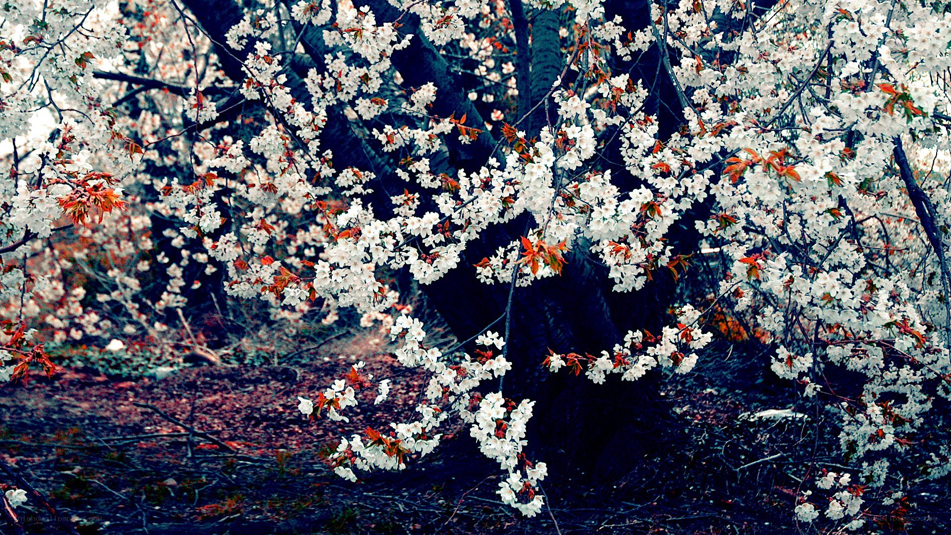 cherry blossoms in bloom