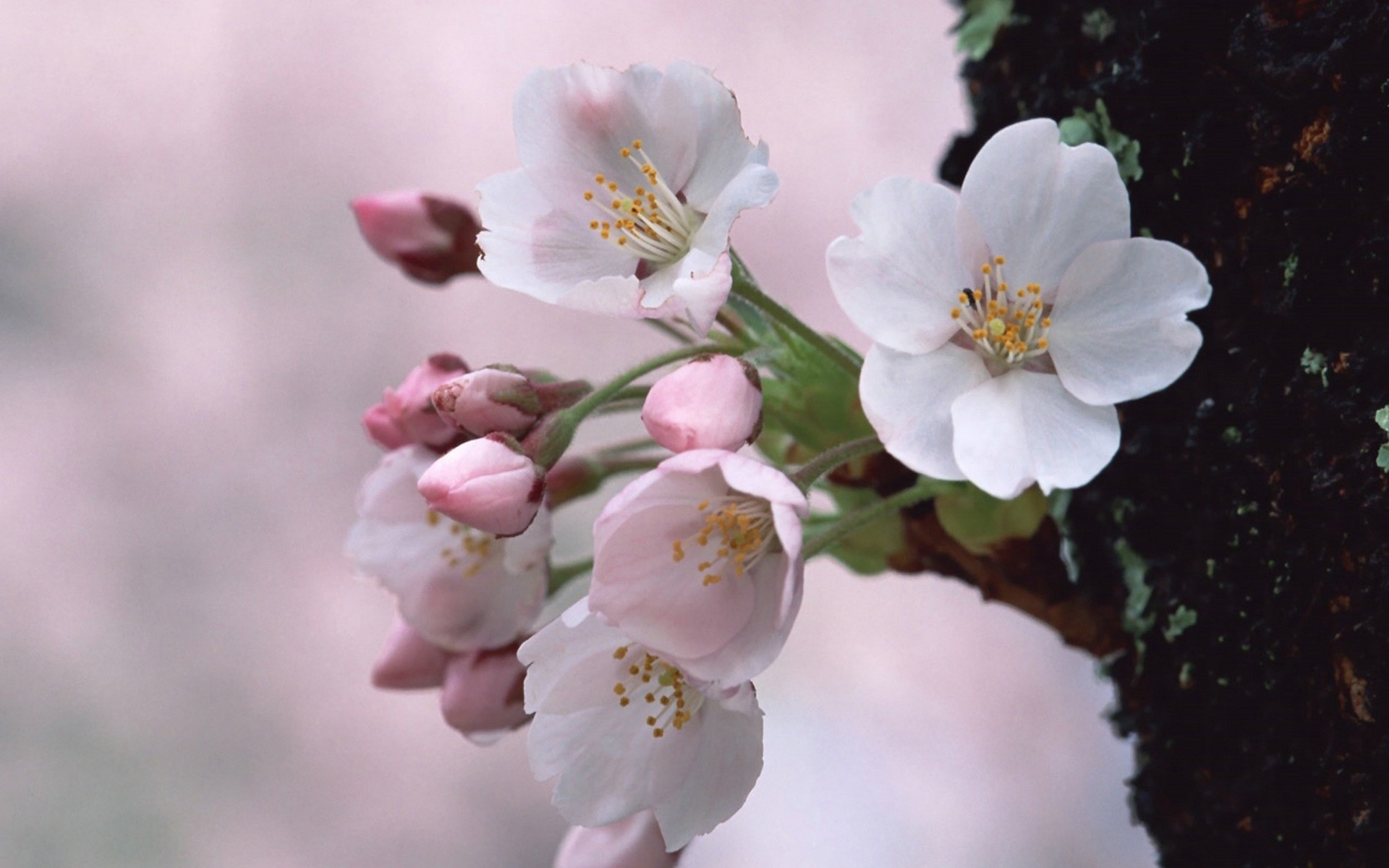 Cherry blossoms in bloom