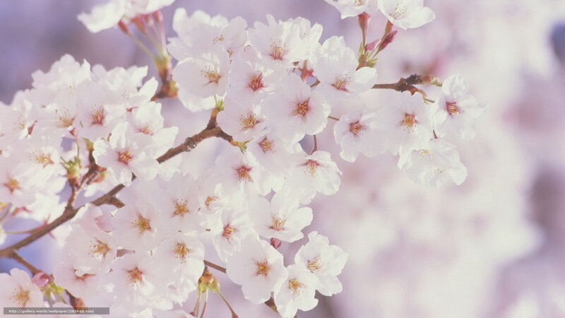 Cherry blossoms in bloom