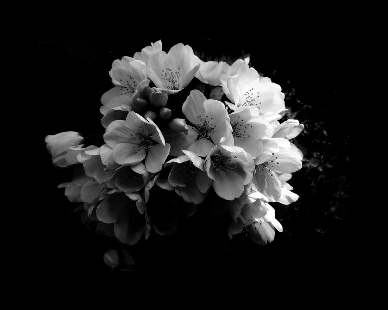 Cherry Blossoms in Bloom — Black