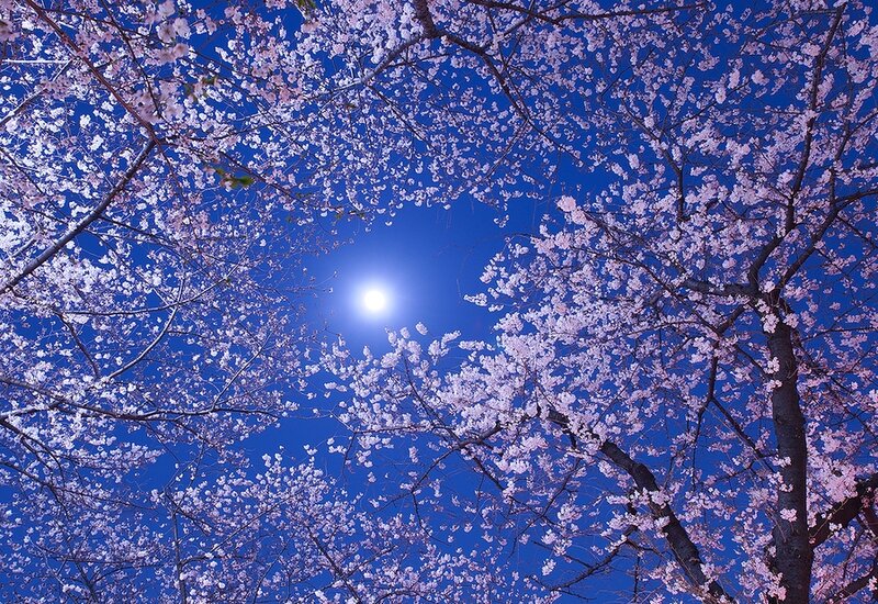 Cherry Blossoms in Bloom — Blue