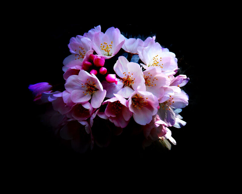 Cherry Blossoms in Bloom — Pink, Dramatic