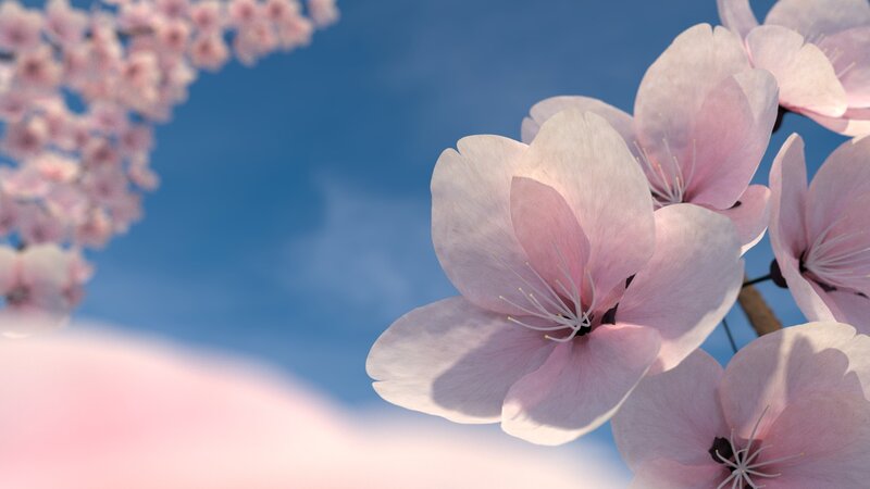 Cherry Blossoms in Bloom — Pink, Serene, Spring, 3d Render, Sky