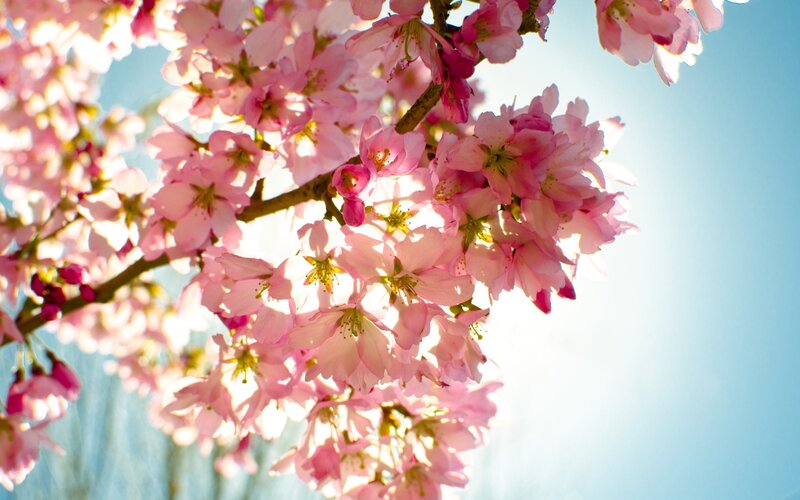 Cherry Blossoms in Bloom — Pink, Serene, Spring, Photograph, Branch
