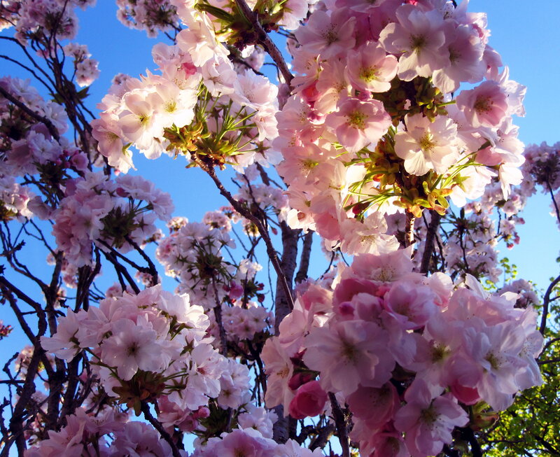 Cherry Blossoms in Bloom — Pink, Serene, Spring, Photograph, Branches, Sky