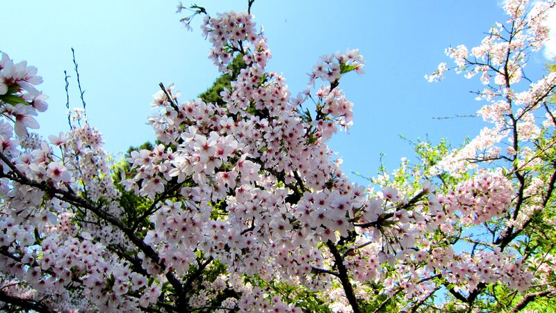 Cherry Blossoms in Bloom — Pink, Serene, Spring, Photograph, Branches
