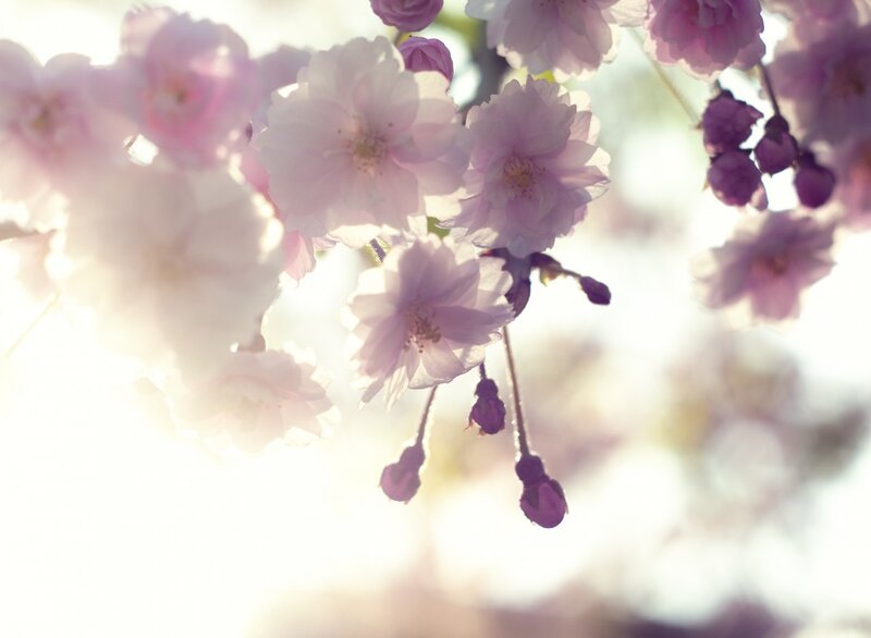 Cherry Blossoms in Bloom — Pink, Serene, Spring, Photograph, Buds