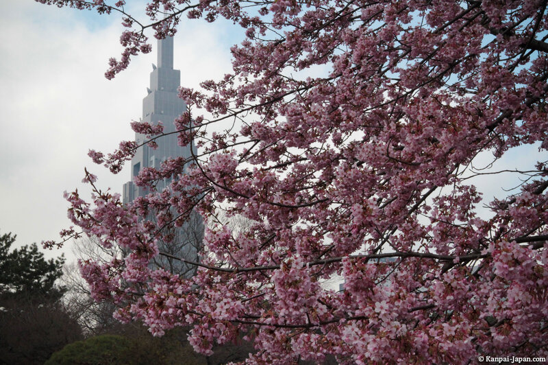 Cherry Blossoms in Bloom — Pink, Serene, Spring, Photograph, Building, Sky