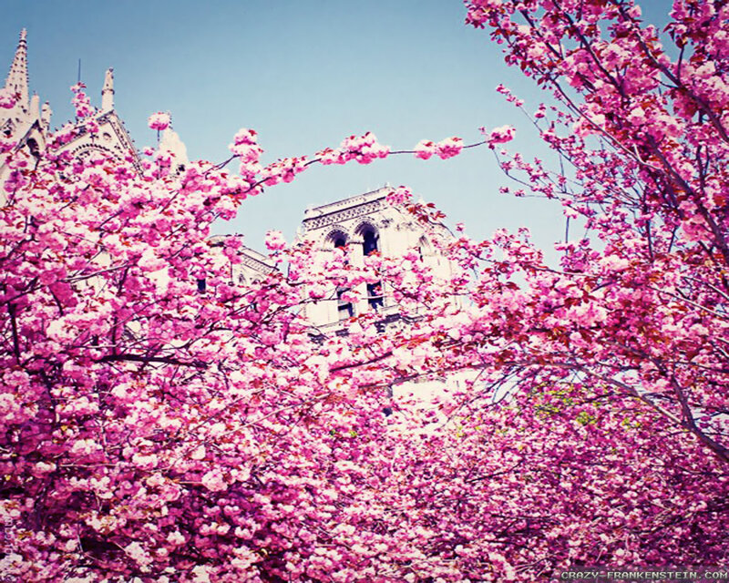 Cherry Blossoms in Bloom — Pink, Serene, Spring, Photograph, Building