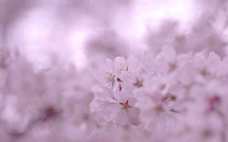 Cherry Blossoms in Bloom — Pink, Serene, Spring, Photograph, Flowers, Branch