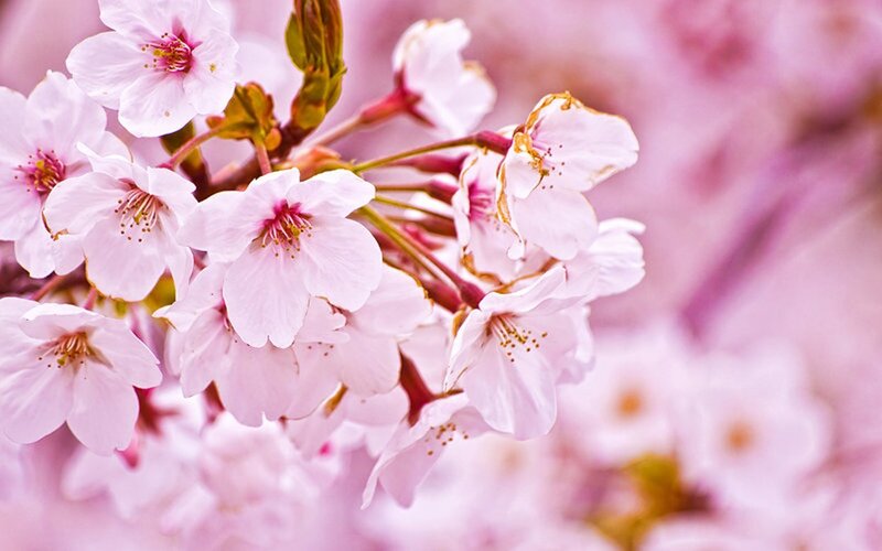 Cherry Blossoms in Bloom — Pink, Serene, Spring, Photograph, Flowers