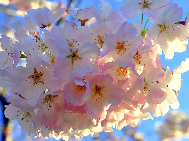 Cherry Blossoms in Bloom — Pink, Serene, Spring, Photograph