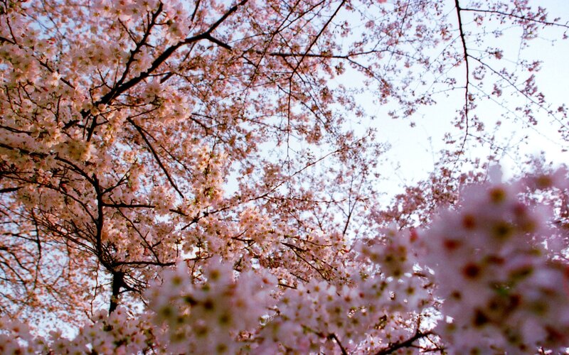 Cherry Blossoms in Bloom — Pink, Serene, Spring, Photograph, Tree Branches
