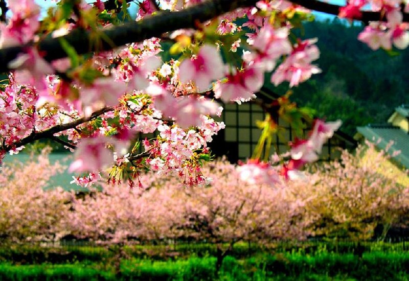 Cherry Blossoms in Bloom — Pink, Serene, Spring, Photograph, Trees, Building, Green Grass