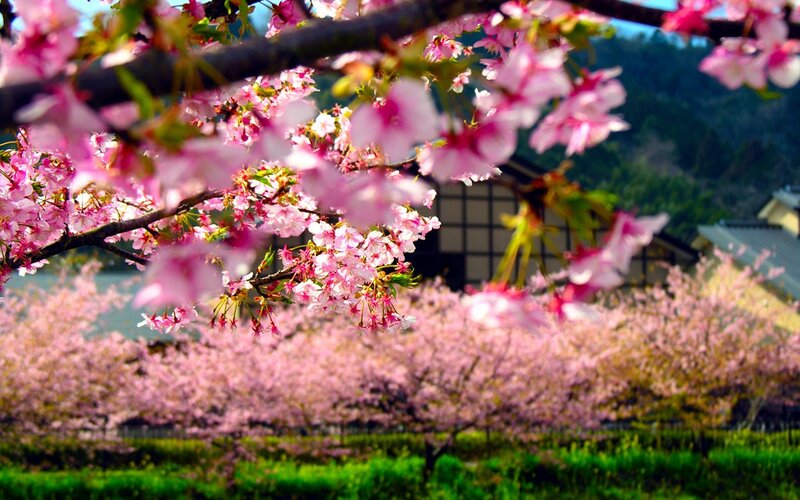 Cherry Blossoms in Bloom — Pink, Serene, Spring, Photograph, Trees, Building, Mountain, Green