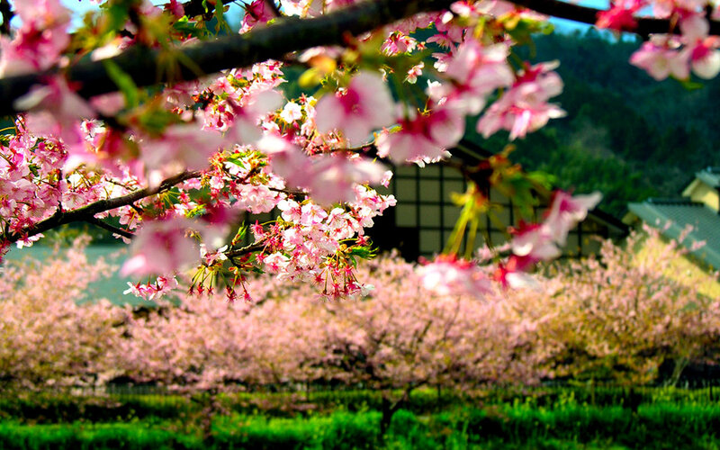 Cherry Blossoms in Bloom — Pink, Serene, Spring, Photograph, Trees, Building