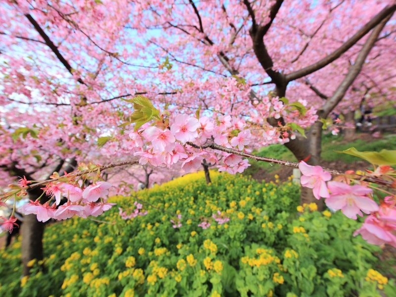 Cherry Blossoms in Bloom — Pink, Serene, Spring, Photograph, Trees, Flowers, Greenery, Sky