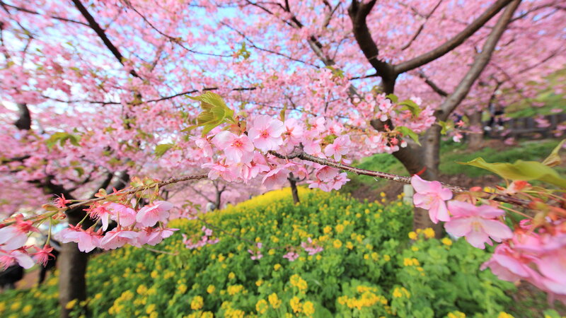Cherry Blossoms in Bloom — Pink, Serene, Spring, Photograph, Trees