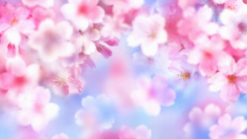 Cherry Blossoms in Bloom — Pink, Serene, Spring