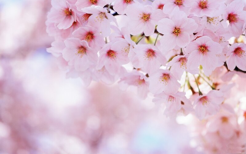 Cherry Blossoms in Bloom — Pink, Serene