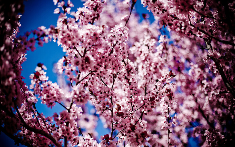 Cherry Blossoms in Bloom — Pink