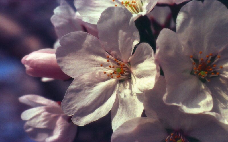 Cherry Blossoms in Bloom — White, Serene, Spring, Photograph, Blossom