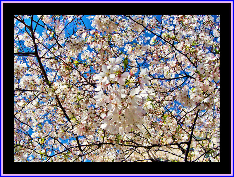 Cherry Blossoms in Bloom — White, Serene, Spring, Photograph, Branches, Sky, Leaves