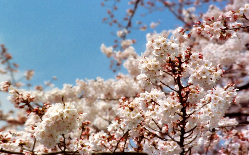 Cherry Blossoms in Bloom — White, Serene, Spring, Photograph, Branches, Sky