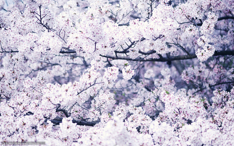 Cherry Blossoms in Bloom — White, Serene, Spring, Photograph, Branches