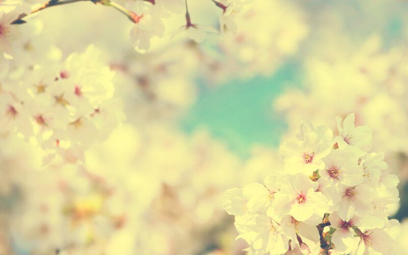 Cherry Blossoms in Bloom — White, Serene, Spring, Photograph, Flowers, Branches, Sky, Yellow