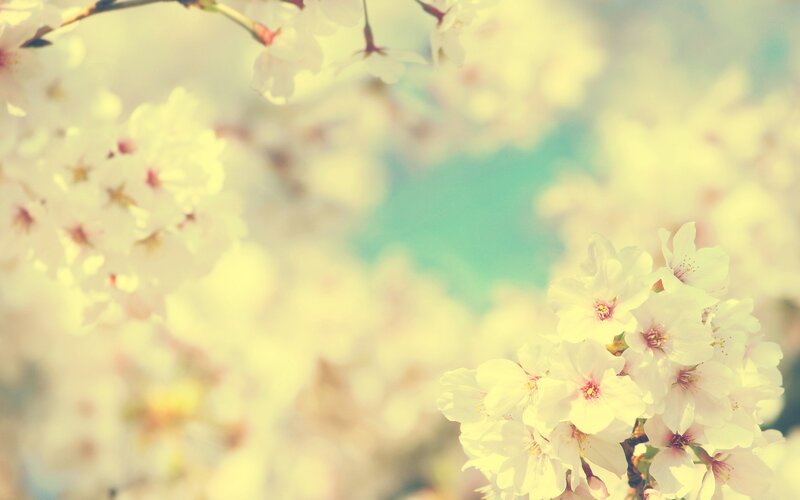 Cherry Blossoms in Bloom — White, Serene, Spring, Photograph, Flowers, Branches
