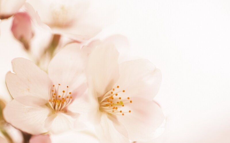 Cherry Blossoms in Bloom — White, Serene, Spring, Photograph, Flowers, Stamen, Pink