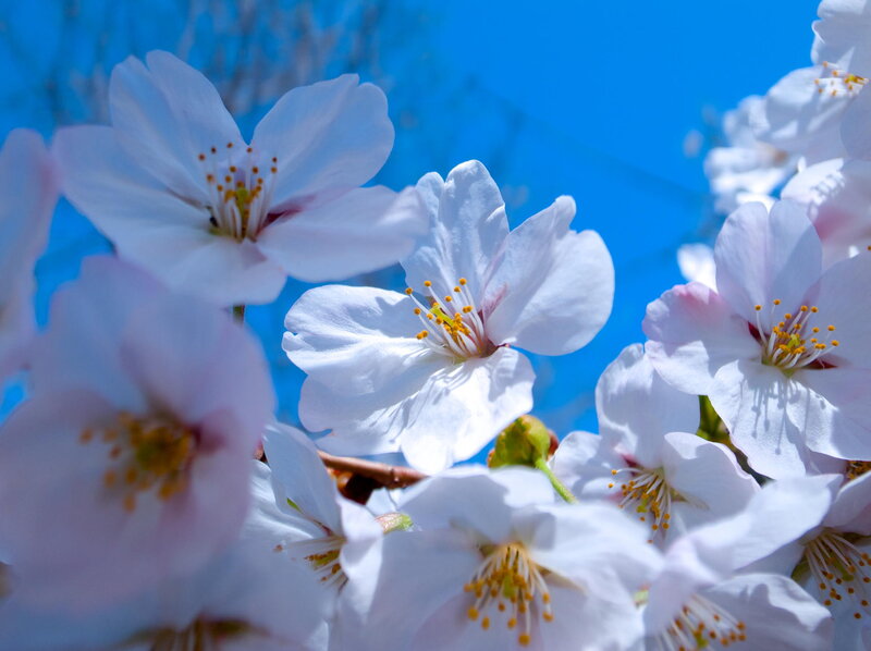 Cherry Blossoms in Bloom — White, Serene, Spring, Photograph, Flowers