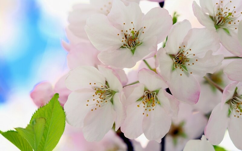 Cherry Blossoms in Bloom — White, Serene, Spring, Photograph, Green Leaf
