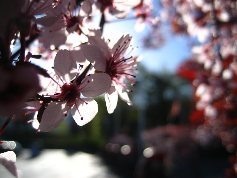 Cherry Blossoms in Bloom — White, Serene, Spring, Photograph